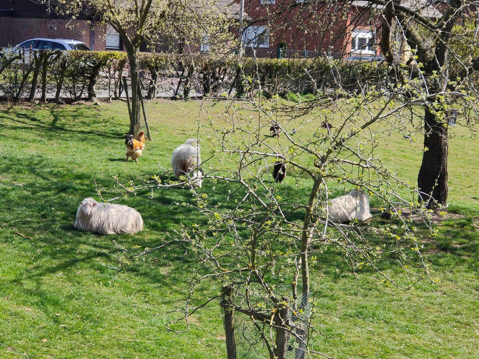 Neue 'caracterre' Auch Monteur- Und Langzeitvermietung Apartment Waldfeucht